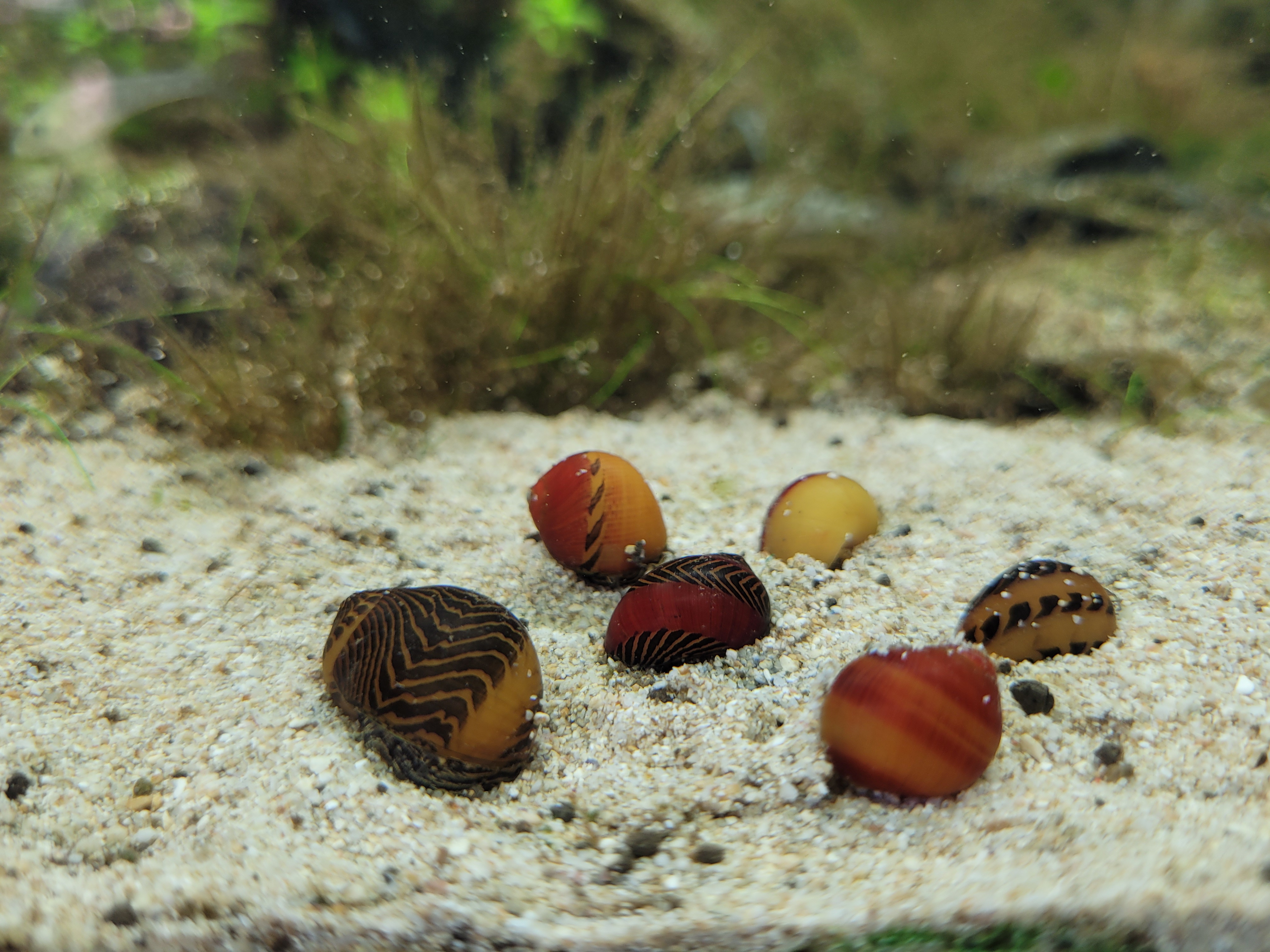 Snail Red Racer Nerite