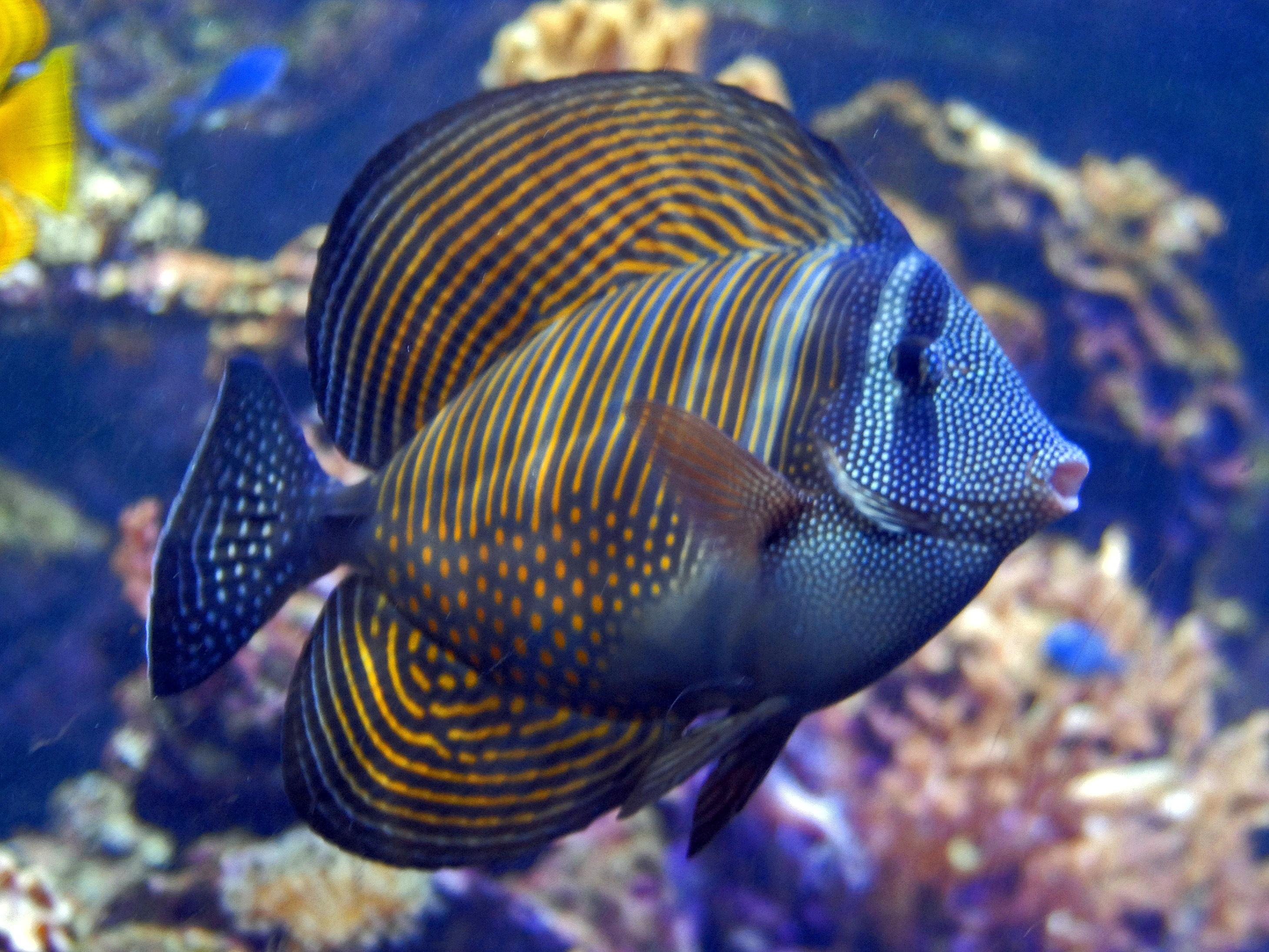Tang Sailfin