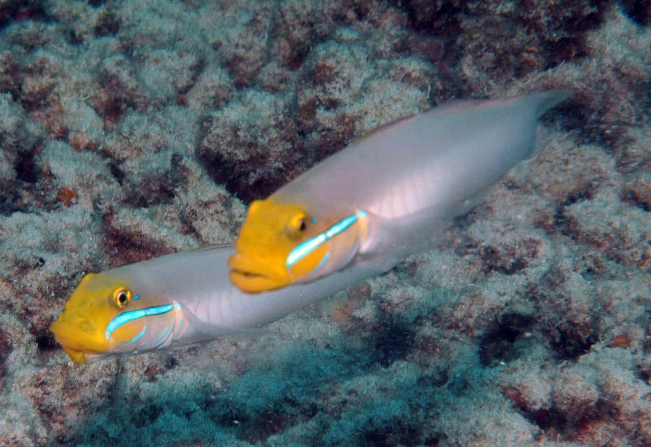 Goby Golden Head Sleeper