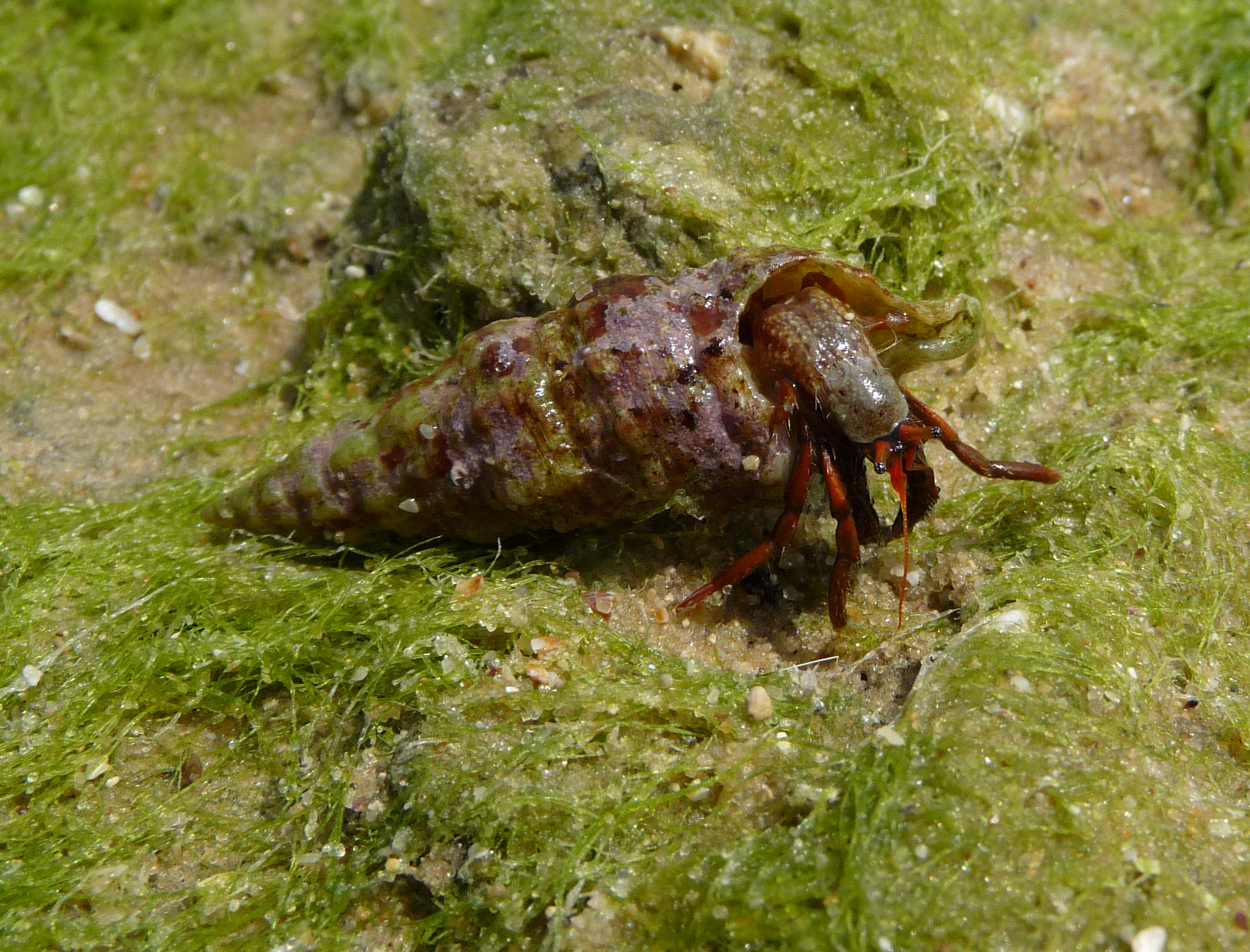Crab Rutilus Hermit