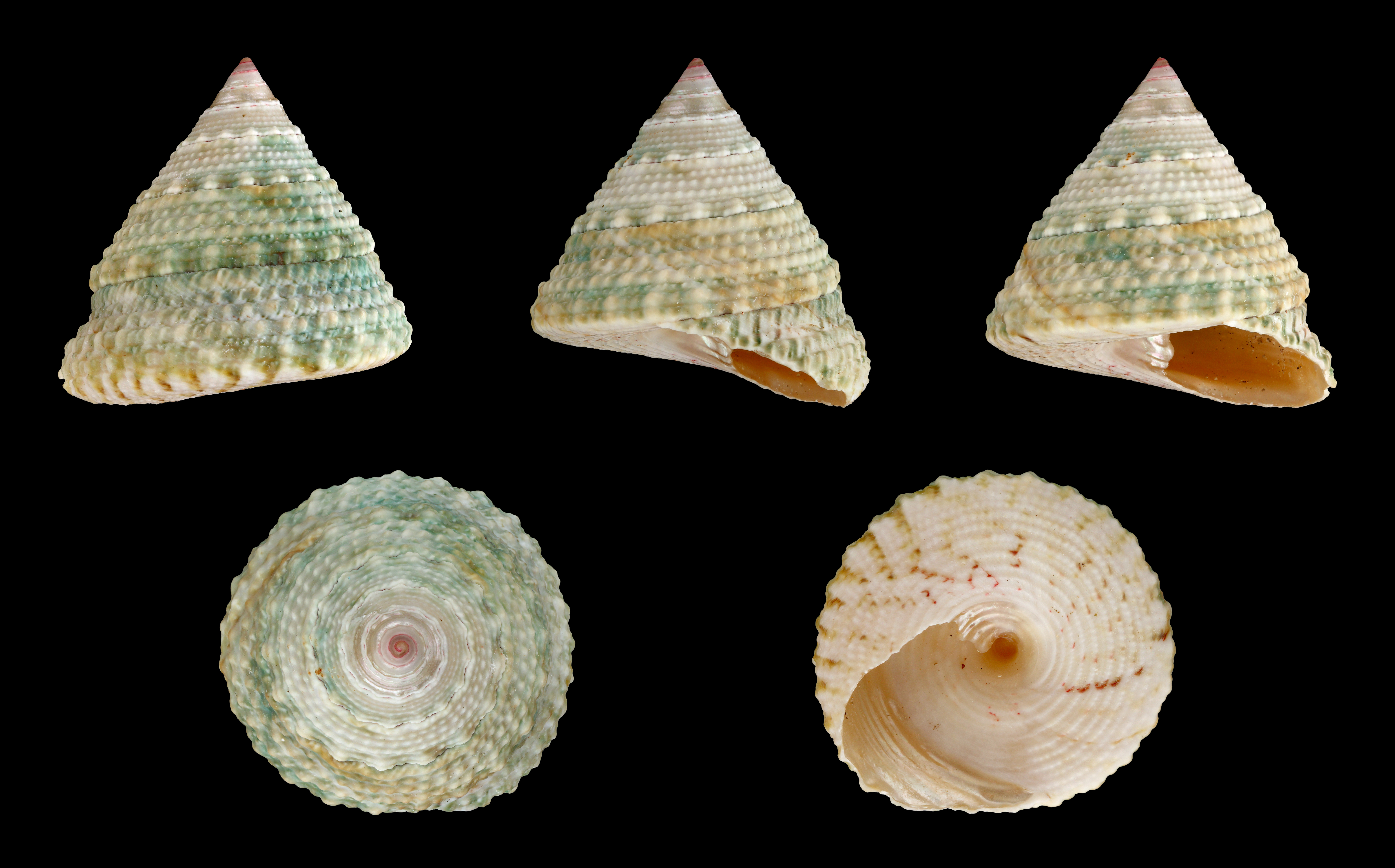 Banded Trochus Snail