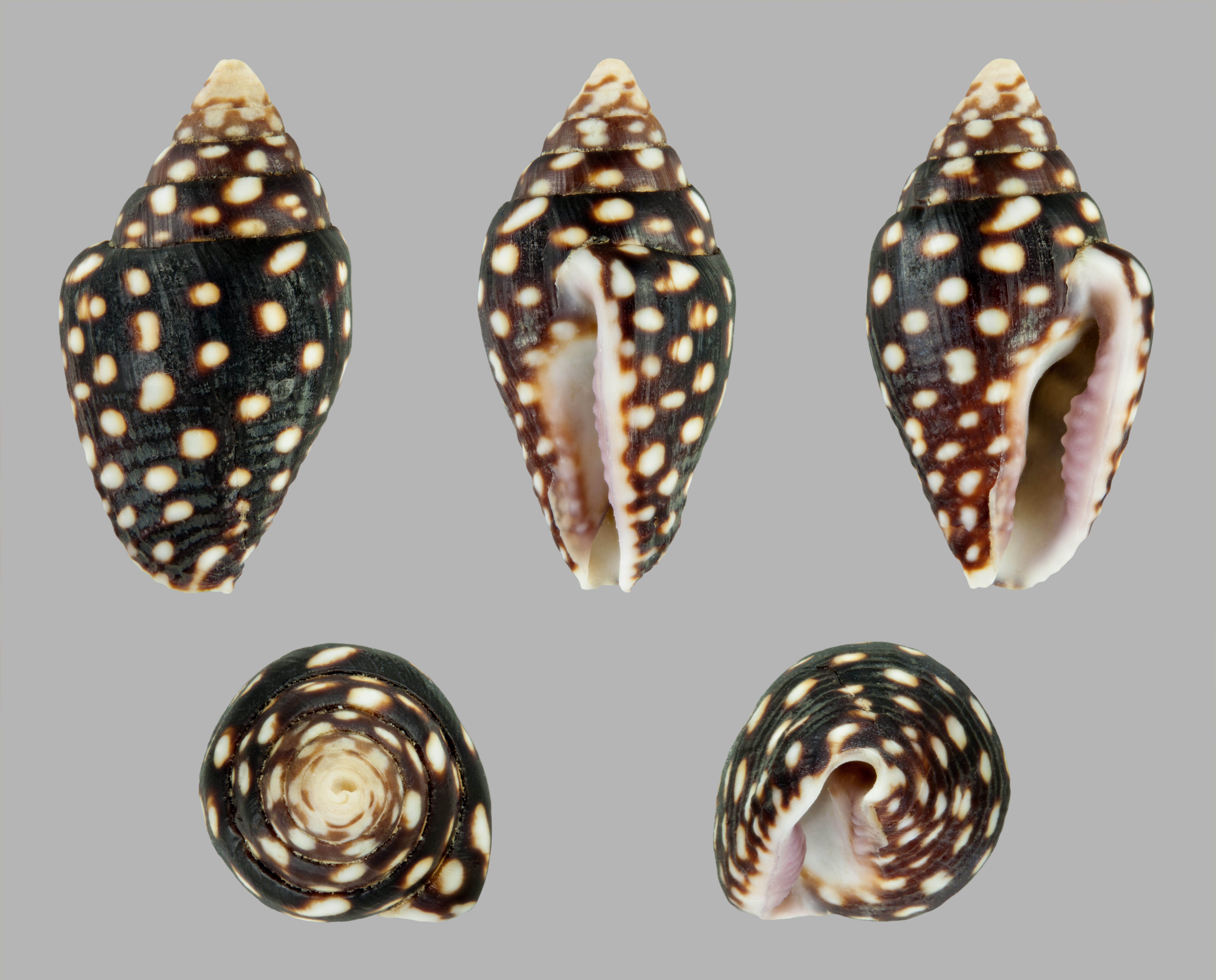 Snail Lightning Dove