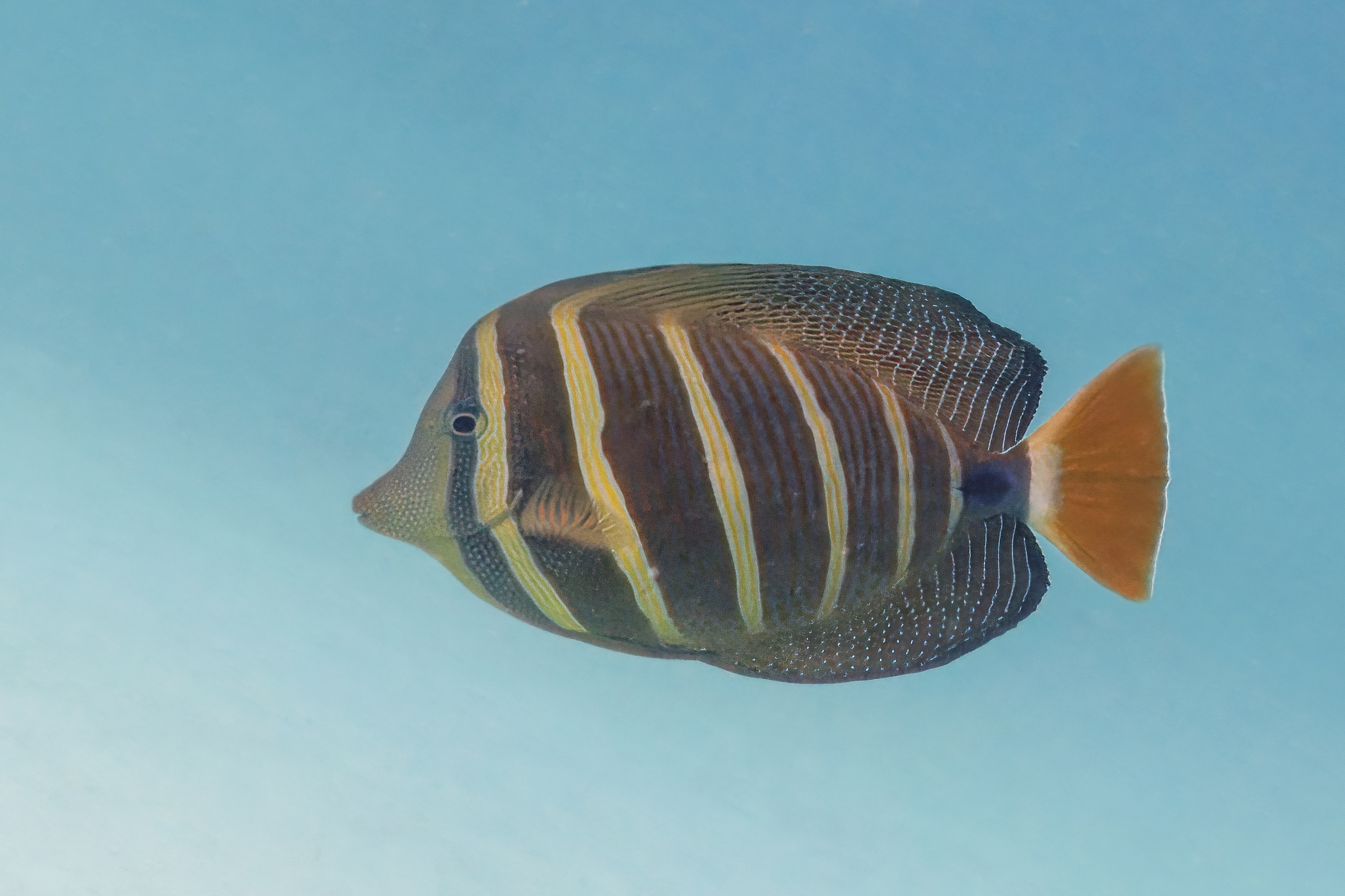 Tang Pacific Sailfin (S)