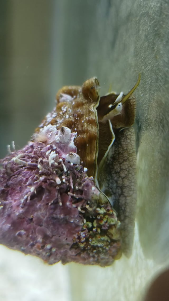 Green Top (Crown) Snail