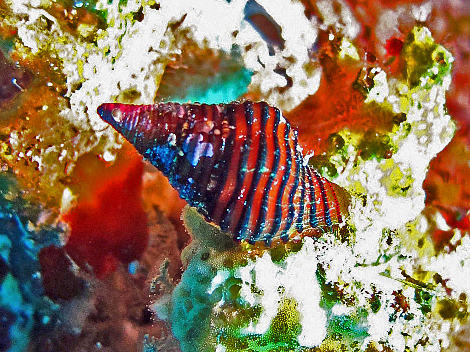 Stripe Whelk Snail (Bumble Bee)